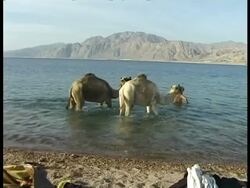 MS Bedouin man leading two camels into water, underwater view of Camels, Egypt Stock Footage