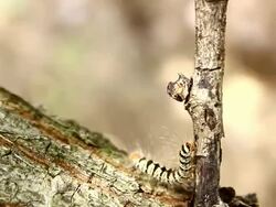 caterpillar Stock Footage