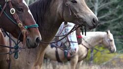 Close-up of saddle horses standing in line Stock Footage