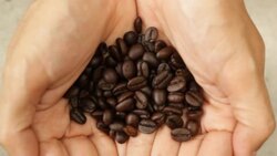 Coffee beans falling from hands Stock Footage