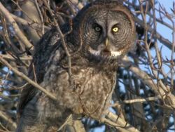 MS Two polar bears cubs snuggling up against adult polar bear / Wapusk National Park, Manitoba, Canada Stock Footage
