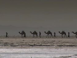 WS PAN Camel train on salt flat / Republic of Djibouti Stock Footage