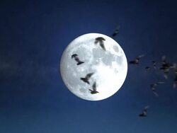 Halloween Theme With Bats HD Stock Footage