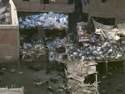 MS Shot of animals eating at Garbage habitation / Cairo, Egypt Stock Footage