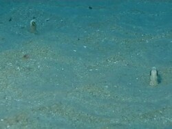 MS Shot of Spotted garden-eel semi-emerged and retreating into sand burrow / Matola, Maputo, Mozambique Stock Footage