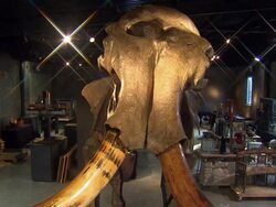 A rare woolly mammoth skeleton is being offered for sale in what could be the first auction of its kind in Britain.The specimen is expected to attract interest from museums and private collectors around the world because it is almost fully intact. News Clip