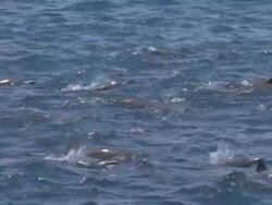 MS SLO MO Spinner dolphins surfacing / Guanacaste, Costa Rica Stock Footage