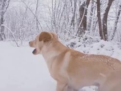 SLO MO Dog Running In Wintry Forest Stock Footage