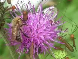 HD: Insects on flower (video) Stock Footage
