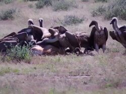 Vultures feeding on a springbok Stock Footage