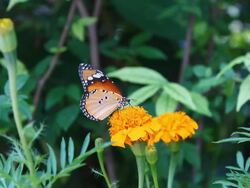 Butterfly Stock Footage
