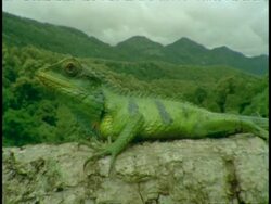 CU Common Garden Lizard, Calotes versicolor, on branch, mountain landscape in background, Western Ghats, India Stock Footage