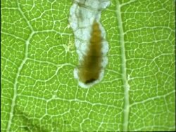 Time lapse - CU Leaf Mining Caterpillar feeding on leaf, UK Stock Footage