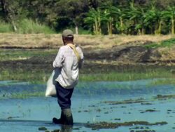 MS Farmer throwing seeds in wetlands / Guanacaste, Costa Rica Stock Footage