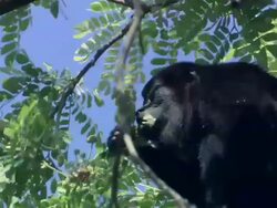 CU Howler monkey eating leaves on tree / Guanacaste, Costa Rica Stock Footage