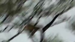 Kruger National Park News Clip