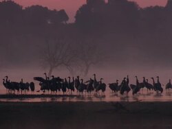 European Cranes (Grus grus) standing in shallow water, early light, North East Extremadura in Dehesa. Stock Footage