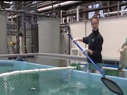 The Coast Guard has taken 20 endangered sea turtles rescued from Cape Cod beaches to Orlando, Florida for rehabilitation. The turtles will  be released back into the wild if the staff at Sea World can nurse them back to health. News Clip
