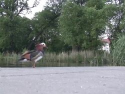 Pharaon duck 15  1080/60i Stock Footage