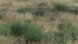 Gazelle Goitered Stock Footage