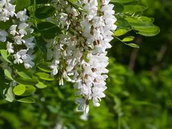 Flowering of acacia. Bee collecting nectar from acacia flowers. Stock Footage