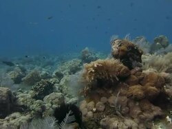 Beautiful coral reef Stock Footage