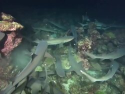 White Tip sharks night, Costa Rica, Pacific Ocean Stock Footage