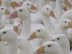 CU View of flock of geese / Serrig, Rhineland-Palatinate, Germany Stock Footage