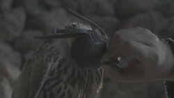 C/U SLOMO falcon in ancient ruins, cap is taken off Stock Footage