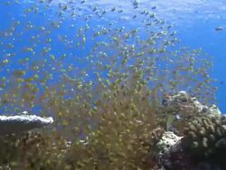 School of Golden Sweepers (Parapriacanthus ransonneti), Baa Atoll, The Maldives Stock Footage