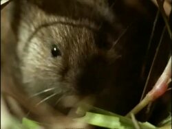 BCU Vole nibbling on grass, USA Stock Footage