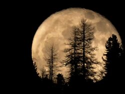 full moon rising behind trees Stock Footage