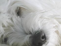 HD: Dog Lying Sleepy Stock Footage
