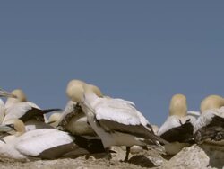 WS PAN View of Numerous Cape gannets nesting and preening / Namaqualand, Northern Cape, South Africa Stock Footage