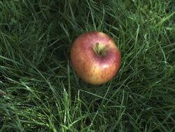 SLO MO apple falling, hits ground, high angle close up, stalk top to camera Stock Footage