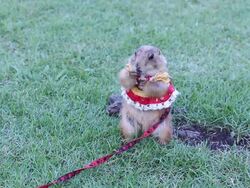 Cute Prairie dog Stock Footage