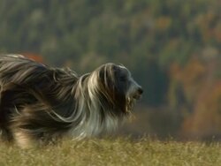 HD Super Slow-Mo: Bearded Collie Running In Grass Stock Footage