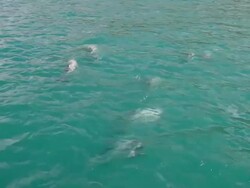 MS Shot of Dolphins / Akaroa, New Zealand Stock Footage