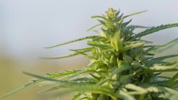 SLO MO Hemp bud Stock Footage