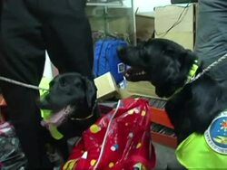 CLEAN: 'Detective dog' sniffs out fake DVDs News Clip