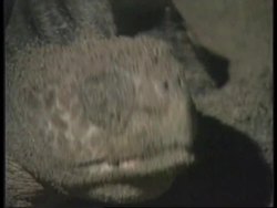 NICARAGUA: HUMAN HELP FOR SEA TURTLES (V) News Clip