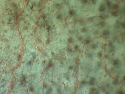 Blood cells moving through network of capillaries of tail of tadpole of Toad Bufo bufo Stock Footage