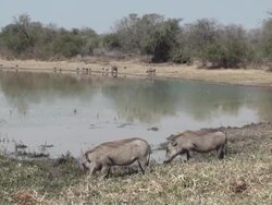 warthogs Stock Footage