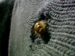 CU Carpet Beetle Larvae on wool  Stock Footage