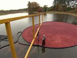 Cranberries being harvested in Massachusetts News Clip