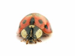 Ladybug Stock Footage