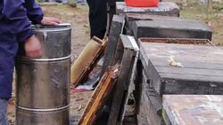 Beekeeper getting honey from the bee box Stock Footage