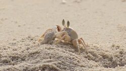crab feeding on the beach Stock Footage