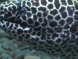 Predator fish Stock Footage