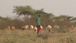 VOICED: Sobreviviran las cebras Grevy? News Clip